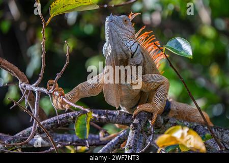 A green iguana on branch surrounded by foliage Stock Photo