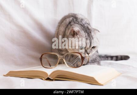 Cute cat plays with glasses and open books close up Stock Photo