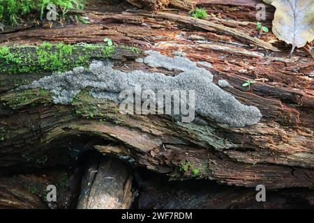Siphoptychium violaceum, a slime mold from Finland, no common English name Stock Photo