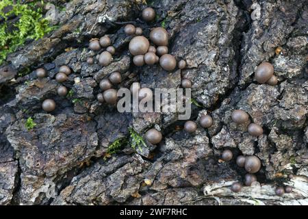 Lycogala epidendrum, commonly known as wolf's milk, groening's slime ...