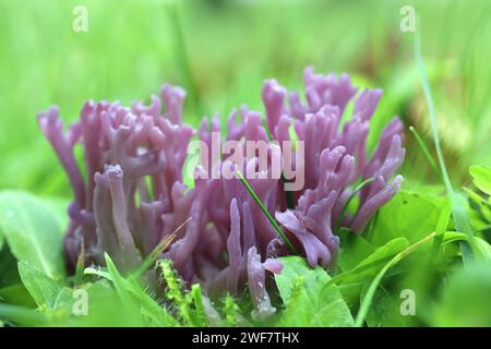Clavaria zollingeri, also called Clavaria lavandula, commonly known as violet coral or the magenta coral, wild fungus from Finland Stock Photo