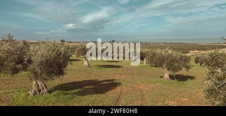 Olive grove wide angle landscape in Alentejo Stock Photo