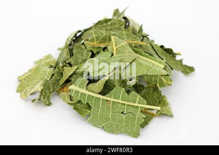 Dried fig leaves on white background. Studio shot. Stock Photo