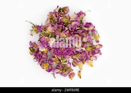 Studio shot of dry rose petals tea on white background. Selektive focus. Stock Photo