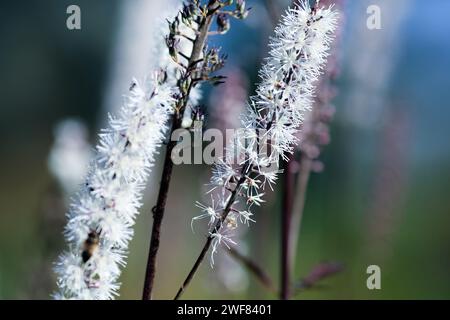 Actaea racemosa, the black cohosh, black bugbane, black snakeroot, rattle-top, or fairy candle (syn. Cimicifuga racemosa), is a species of flowering p Stock Photo
