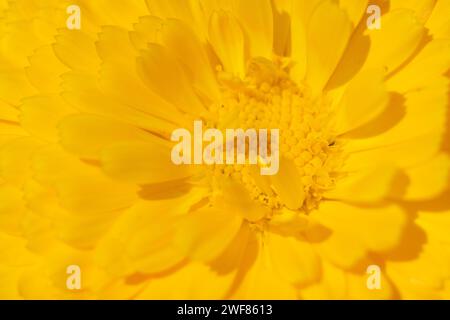 Close up on calendula flower. Macro Stock Photo