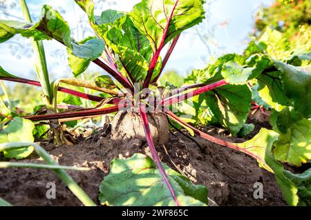 Ripe beetroot grows in the ground at the vegetable garden in summer, close up. Nutrition vegetarian Stock Photo