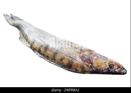 Raw zander, walleye fish. Isolated on white background. Top view Stock Photo