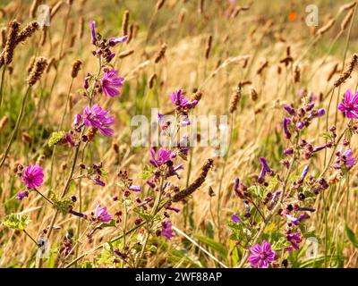 Common mallow, Malva sylvestris, blooming with mauve purple flowers growing in field of grass, Netherlands Stock Photo