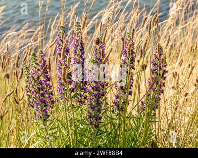 Flowering viper's bugloss or blueweed, Echium vulgare, with young pink and purple flowers, Netherlands Stock Photo