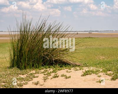 Sea rush, Juncus maritimus, and sea milkwort, Glaux maritima, on salt marshes, Kwade Hoek nature reserve, Goeree, Zuid-Holland, Netherlands Stock Photo