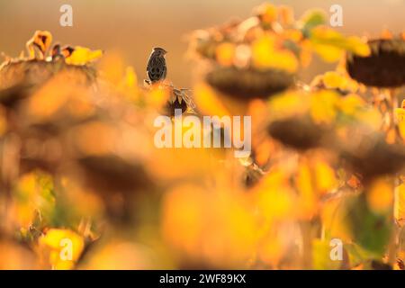 A lone bird stands out against a blurred backdrop of sunflower heads in a field glowing with the warm hues of sunset Stock Photo