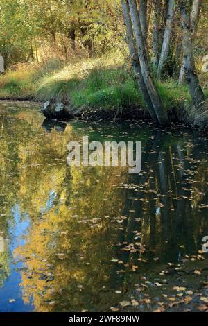 Tranquil waters of the Alberche River in Toledo reflecting the surrounding autumnal forest and a clear blue sky, with fallen leaves dotting the surfac Stock Photo