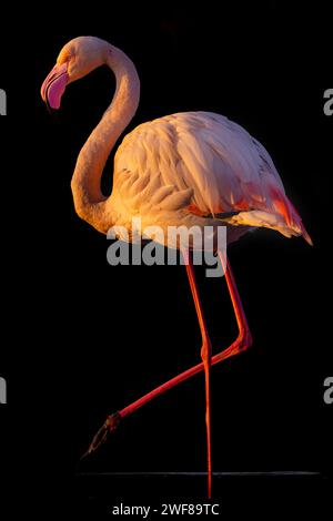 A graceful flamingo stands on one leg, displaying its pink feathers and contrasting vividly against a dark backdrop Stock Photo