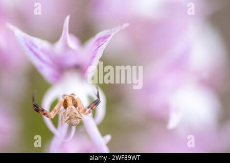 A macro image capturing the intriguing crab spider perched delicately on the petals of a blooming Orchis x Vibonae, showcasing nature's intricate inte Stock Photo