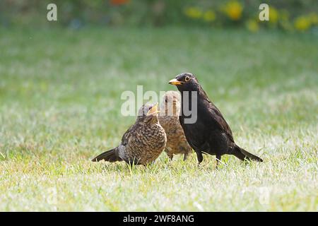 A blackbird with its young in a garden Stock Photo