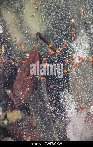 automn leaves under the ice of a pond, a lake Stock Photo