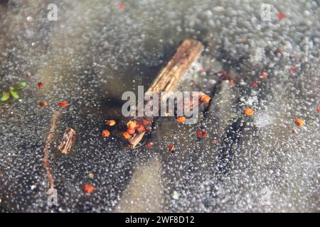 Autumn leaves under the ice of a pond, a lake Stock Photo