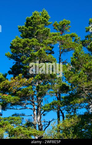 Shorepine, Oregon Dunes National Recreation Area, Oregon Stock Photo