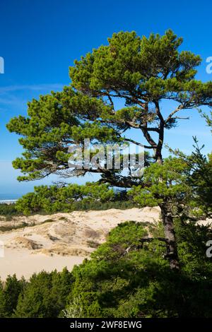 View from Oregon Dunes Overlook, Oregon Dunes National Recreation Area, Oregon Stock Photo