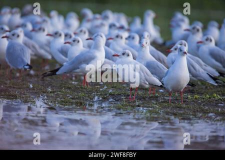 Black-headed Gull, Chroicocephalus ridibundus, Bhigwan, Maharashtra, India Stock Photo