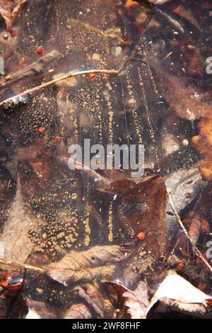 automn leaves under the ice of a pond, a lake Stock Photo