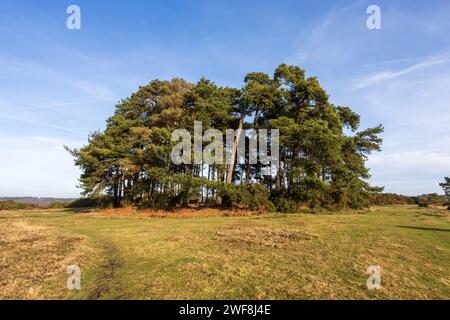 Camp Hill Clump, a group of Scots pine trees in the Ashdown Forest on a winters day in East Sussex, UK Stock Photo