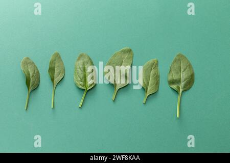 baby spinach leaves isolated on green background Stock Photo