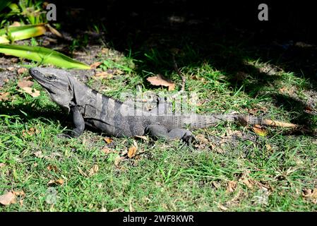 Black iguana or black spiny-tailed iguana (Ctenosaura similis) is an iguana native to Mexico and Central America. This photo was taken in Tulum, Mexic Stock Photo