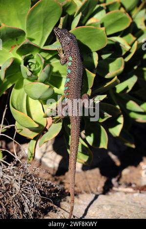 Atlantic Lizard (Gallotia atlantica) Reptilia Stock Photo - Alamy