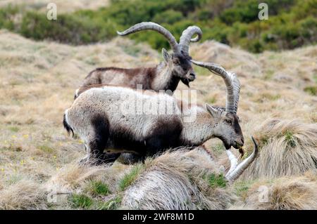 Gredos ibex or western spanish ibex (Capra pyrenaica victoriae) is a goat subspecies endemic to Sierra de Gredos and Sierra de Guadarrama. This photo Stock Photo