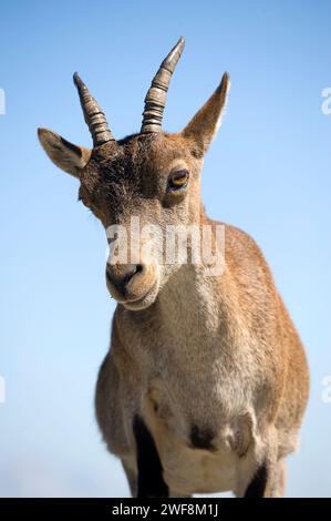 Gredos ibex or western spanish ibex (Capra pyrenaica victoriae) is a goat subspecies endemic to Sierra de Gredos and Sierra de Guadarrama. This photo Stock Photo