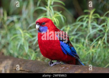 A beautifully coloured crimson rosella (platycercus elegans), surveys its surroundings in Sherbrooke Forest national park near Melbourne, Australia. Stock Photo