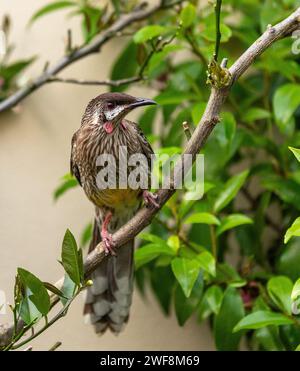 A red wattlebird (Anthochaera carunculata), the second largest honeyeater in Australia, perches on a branch in Melbourne, Australia. Stock Photo