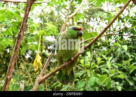 Military macaw (Ara militaris) is an endangered macaw native to Mexico and northwestern South America. Stock Photo