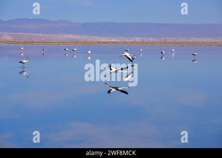 Three flamingos species: Phoenicoparrus andinus, Phoenicoparrus jamesi and Phoenicopterus chilensis in Laguna Chaxa, Atacama Desert, Chile. Stock Photo