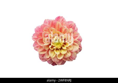 Colorful pink and yellow Dahlia flower isolated on a white background with clipping path. Stock Photo