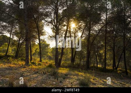 Late sunlight shines through Pine forest in Sierra de Mija,. Southern Spain. Stock Photo