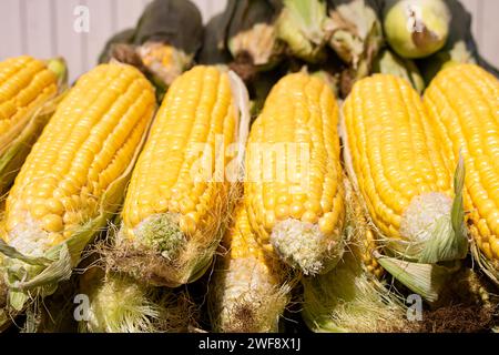 fresh corn, Close-up Dried corn cobs in the shop Stock Photo