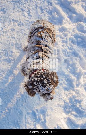 lagotto romagnolo dog sitting in snow Stock Photo