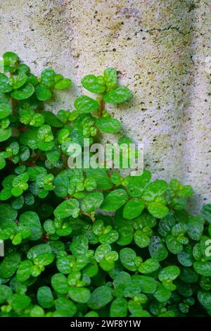 A close up of mind your own business plant. Stock Photo