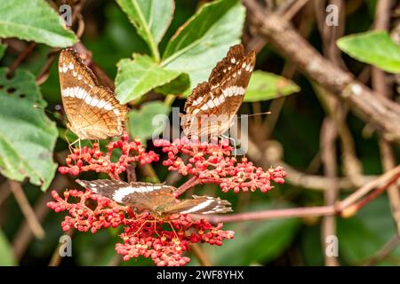 three admiral butterflies at a blooming bud having a meal in the jungle Stock Photo