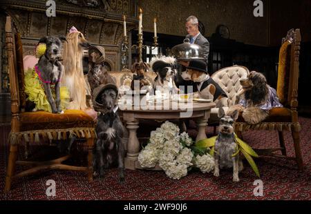 Selection of dogs enjoying afternoon tea in a stately home, wearing a selection of hats and costume Stock Photo