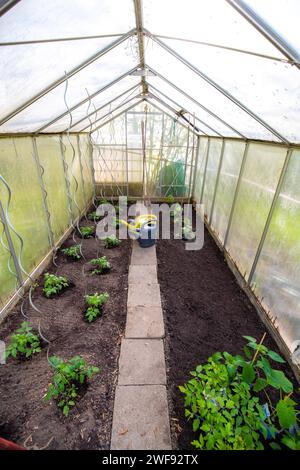 Pflanzen im Gewächshaus anbauen Stock Photo Alamy
