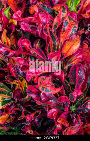 Croton, Codiaeum variegatum, Euphorbiaceae, colorful houseplant Stock Photo