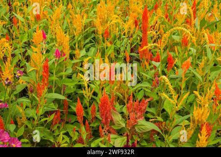 Celosia argentea 'Sunday Mix' - Feathered Cockscomb in border in summer. Stock Photo