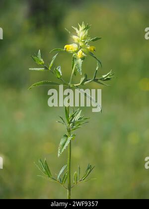 Greater yellow-rattle plant, Rhinanthus angustifolius Stock Photo