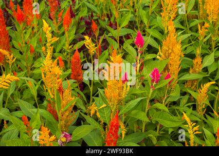 Celosia argentea 'Sunday Mix' - Feathered Cockscomb in border in summer. Stock Photo