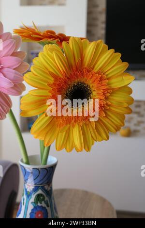 Yellow gerbera flower in the interior Stock Photo