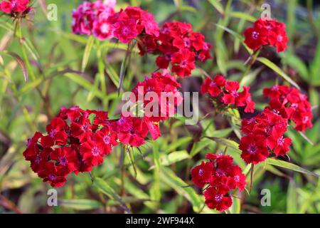 Close up of red dianthus or sweet william flowers Stock Photo